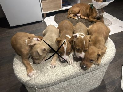 Dog for sales