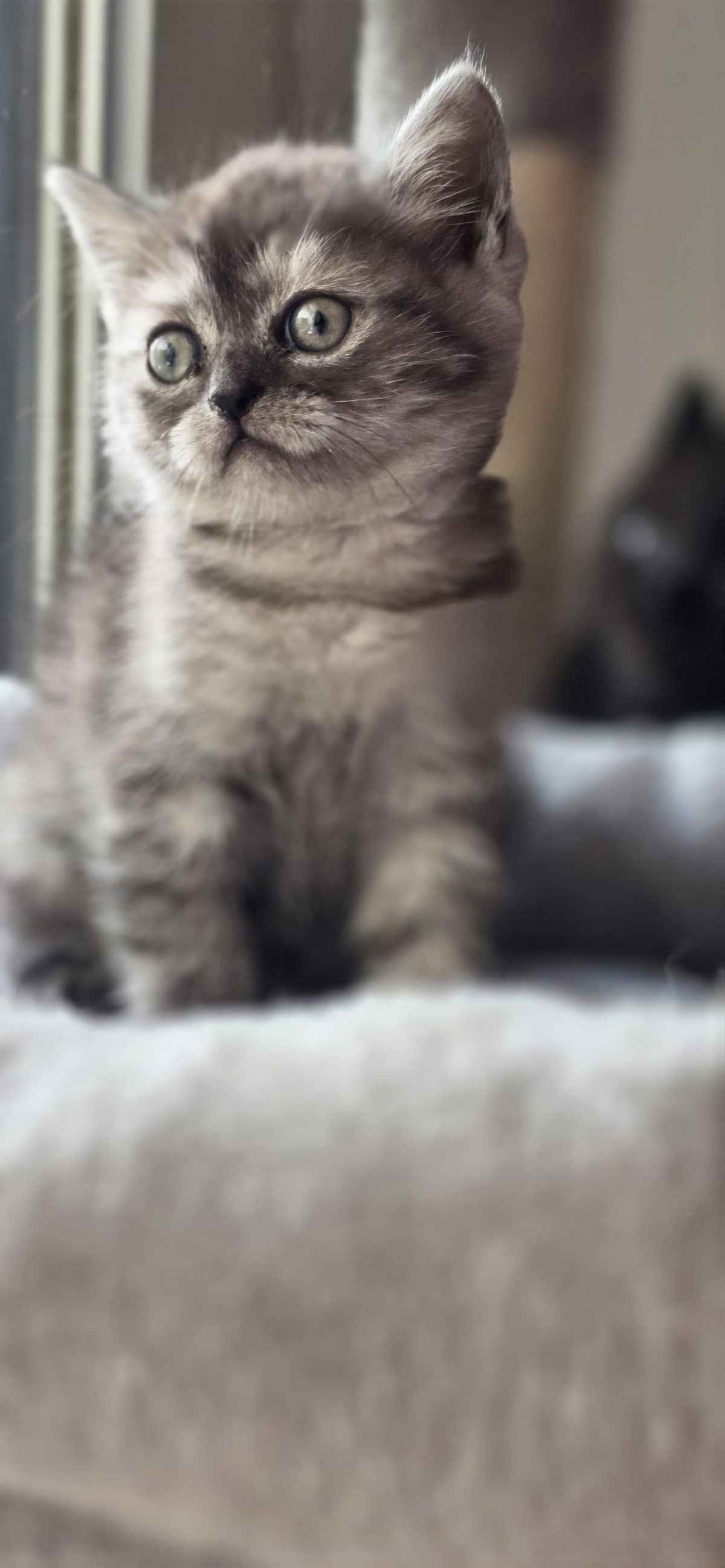 🐱 Kittens Available for Sale 🐱 — 2/4