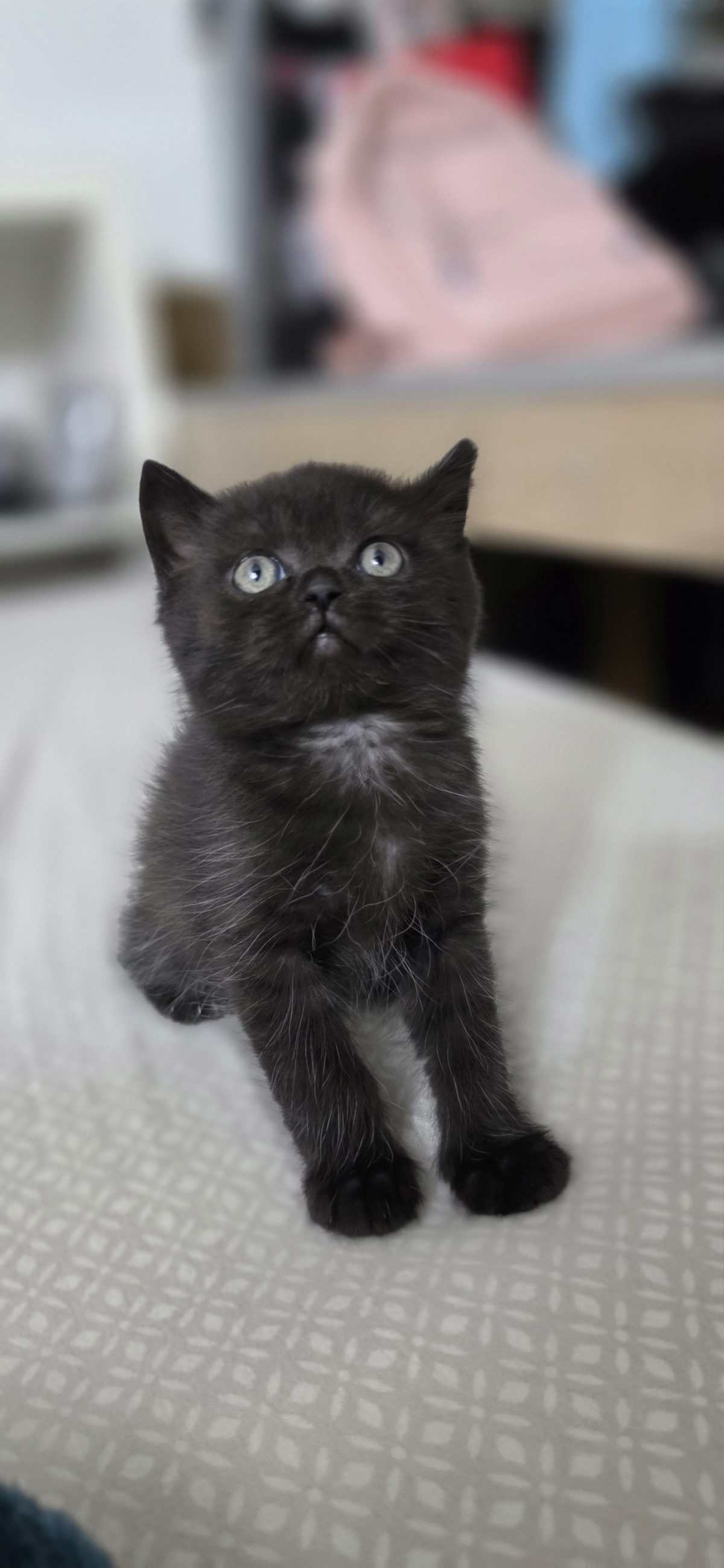 🐱 Kittens Available for Sale 🐱 — 3/4